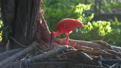 Ibis-Rojo-Escarlata-En-La-Guayana-Francesa